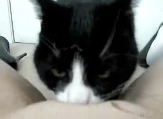 Video :Cat licking the pussy of beastiality lover